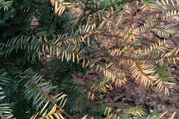 红豆杉大面积黄叶枯枝如何解决，遇到强光时要将植株转移到阴凉处