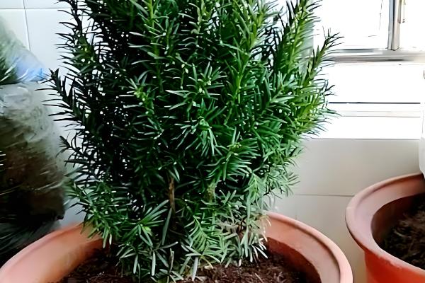 红豆杉大面积黄叶枯枝如何解决，遇到强光时要将植株转移到阴凉处