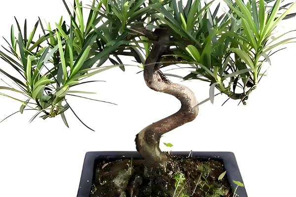 红豆杉大面积黄叶枯枝如何解决，遇到强光时要将植株转移到阴凉处