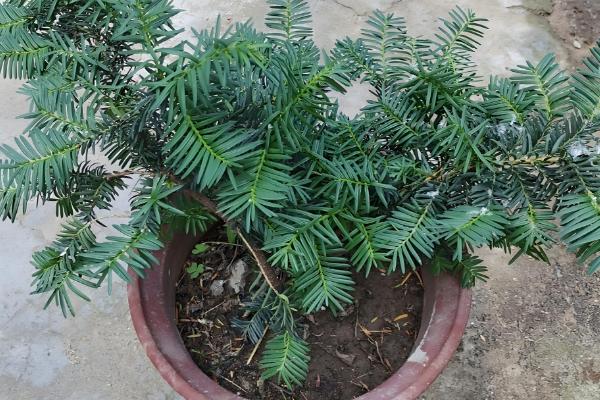 红豆杉大面积黄叶枯枝如何解决，遇到强光时要将植株转移到阴凉处