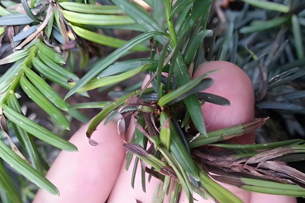 红豆杉大面积黄叶枯枝如何解决，遇到强光时要将植株转移到阴凉处