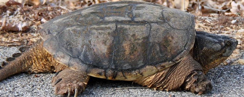 鳄龟吃哪些食物长得快，饲喂新鲜的活饵可快速生长