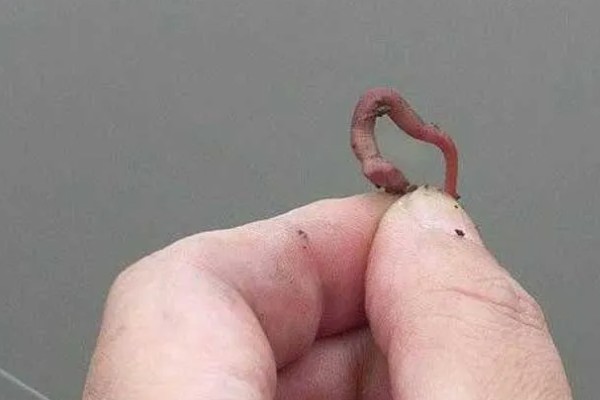 手竿能钓黑鱼吗，可以使用手竿来垂钓黑鱼