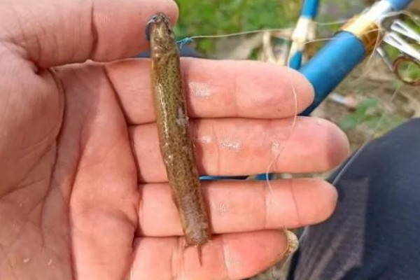 手竿能钓黑鱼吗，可以使用手竿来垂钓黑鱼