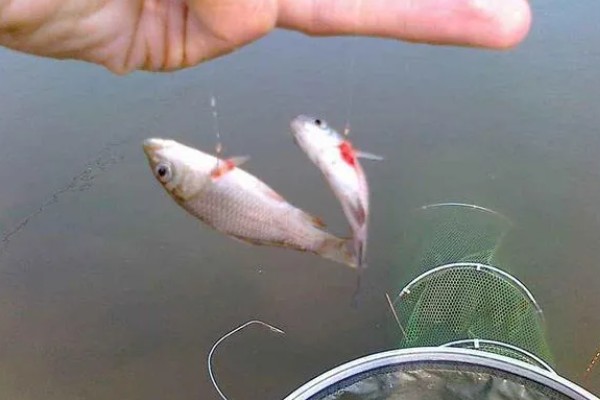 手竿能钓黑鱼吗，可以使用手竿来垂钓黑鱼