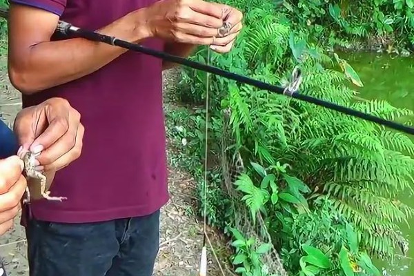 手竿能钓黑鱼吗，可以使用手竿来垂钓黑鱼