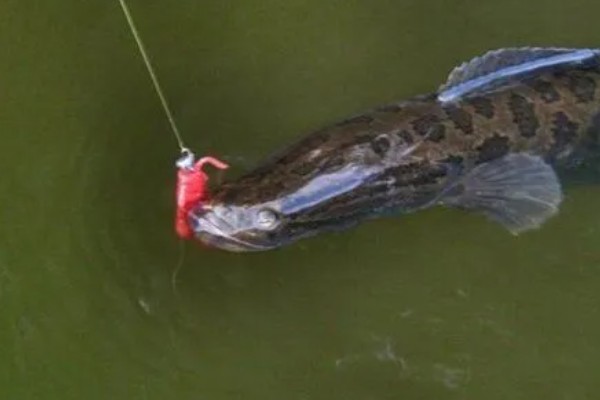 手竿能钓黑鱼吗，可以使用手竿来垂钓黑鱼