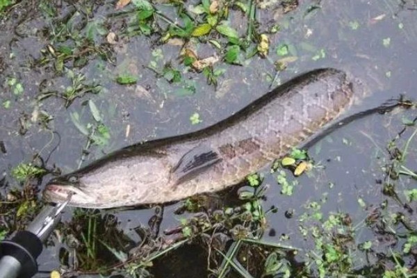 手竿能钓黑鱼吗，可以使用手竿来垂钓黑鱼