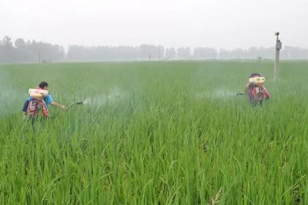 稻青青除草剂的使用方法，施药后隔24小时上水