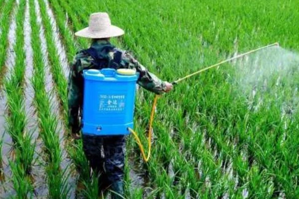 稻青青除草剂的使用方法，施药后隔24小时上水