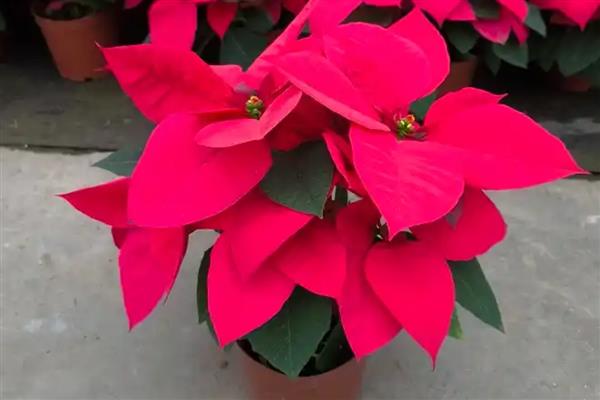 一品红可以放室内吗,一品红能放室内