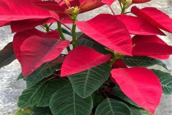 一品红可以放室内吗,一品红能放室内