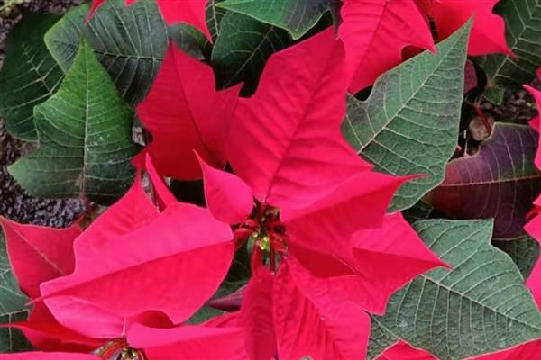 一品红可以放室内吗,一品红能放室内