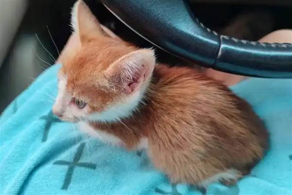 1岁的猫咪相当于多大的人,应该等于17岁的人类