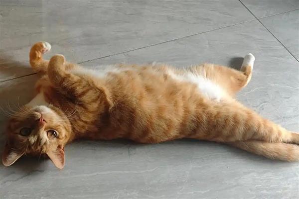 1岁的猫咪相当于多大的人,应该等于17岁的人类