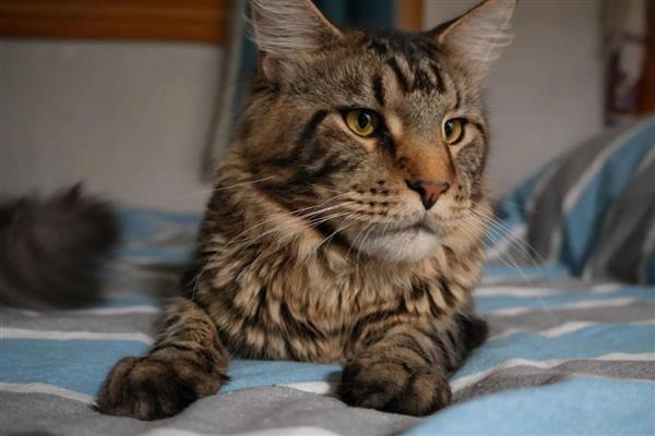 1岁的猫咪相当于多大的人,应该等于17岁的人类