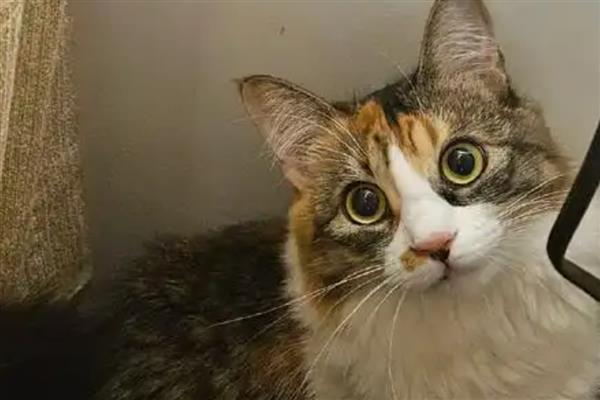 1岁的猫咪相当于多大的人,应该等于17岁的人类