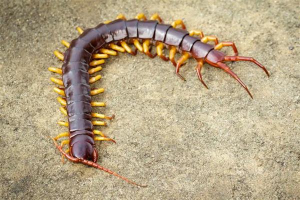 被蜈蚣咬了怎么处理，先用肥皂水清洗伤口