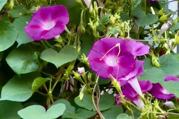 牵牛花简介，花冠呈漏斗状