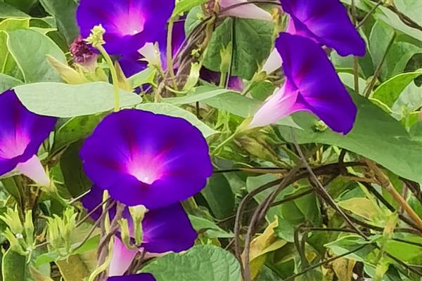 牵牛花简介，花冠呈漏斗状