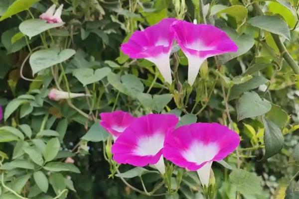 牵牛花简介，花冠呈漏斗状