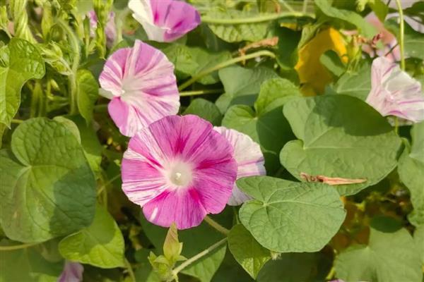 牵牛花简介，花冠呈漏斗状