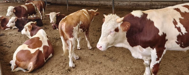牛冬天可以吃麸皮吗，可以喂麸皮