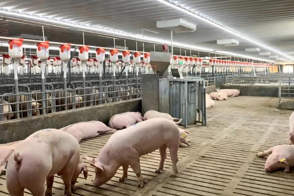 养猪有哪些技巧，将品质好的猪仔作为养殖对象