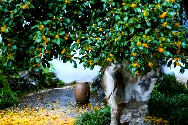 桂花家里能不能养，桂花可以在家中养殖