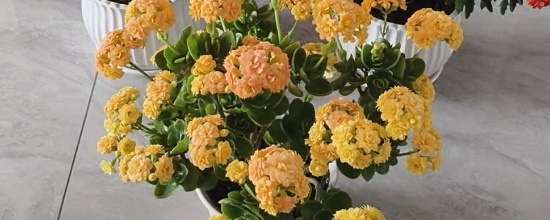 长寿花的播种方法，均匀撒播再浇水覆膜