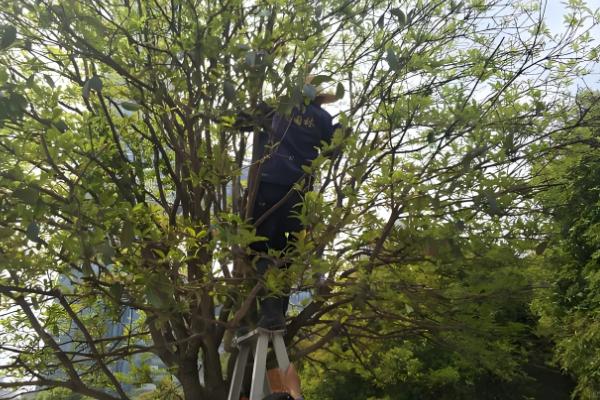 桂花家里能不能养，桂花可以在家中养殖