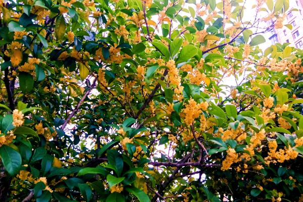 桂花家里能不能养，桂花可以在家中养殖