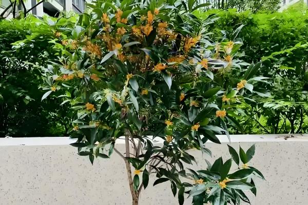 桂花家里能不能养，桂花可以在家中养殖