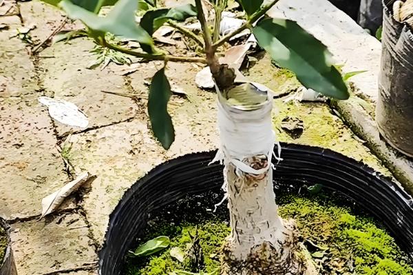 桂花家里能不能养，桂花可以在家中养殖