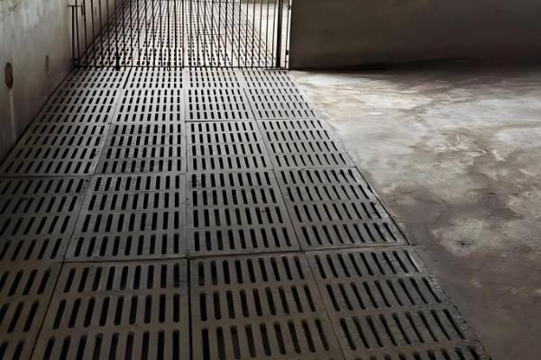 养猪有哪些技巧，将品质好的猪仔作为养殖对象