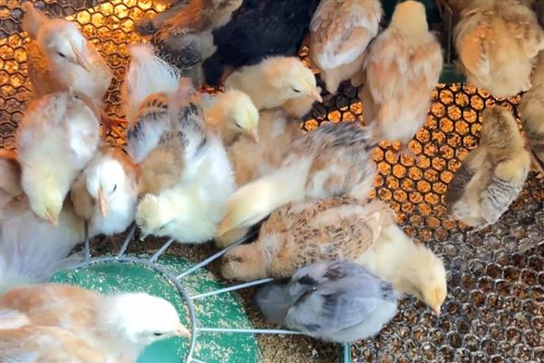 小鸡适合喂什么饲料,主喂浸泡过的小米或饭粒