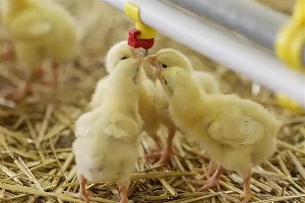 小鸡适合喂什么饲料,主喂浸泡过的小米或饭粒