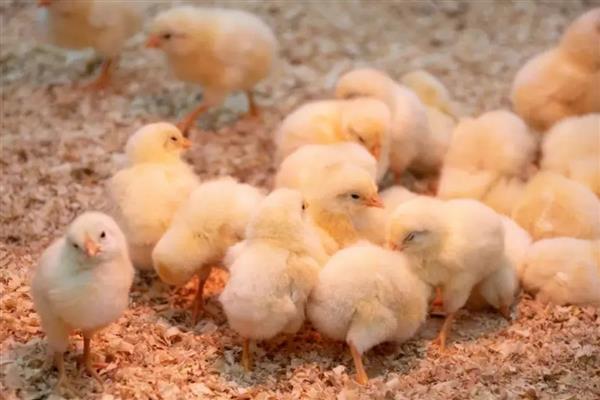 小鸡适合喂什么饲料,主喂浸泡过的小米或饭粒