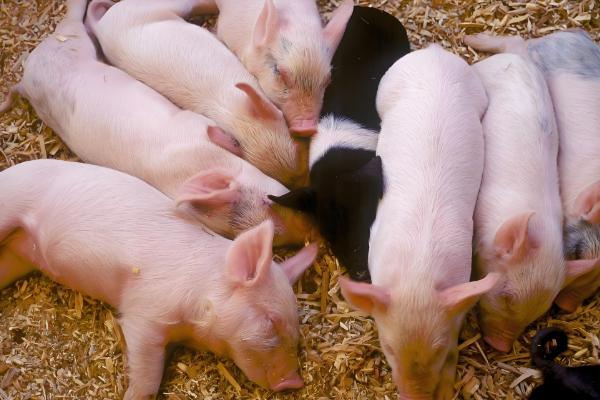 养猪有哪些技巧，将品质好的猪仔作为养殖对象