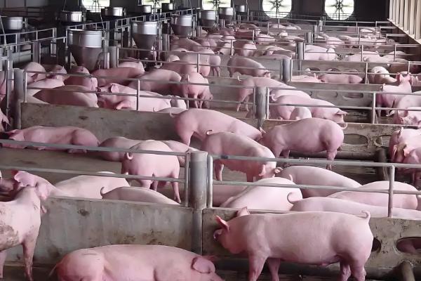 养猪有哪些技巧，将品质好的猪仔作为养殖对象