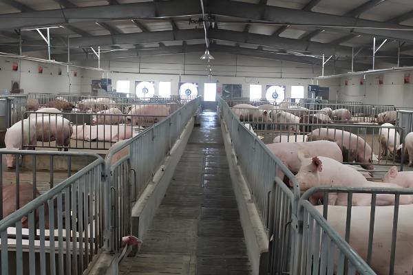 养猪有哪些技巧，将品质好的猪仔作为养殖对象