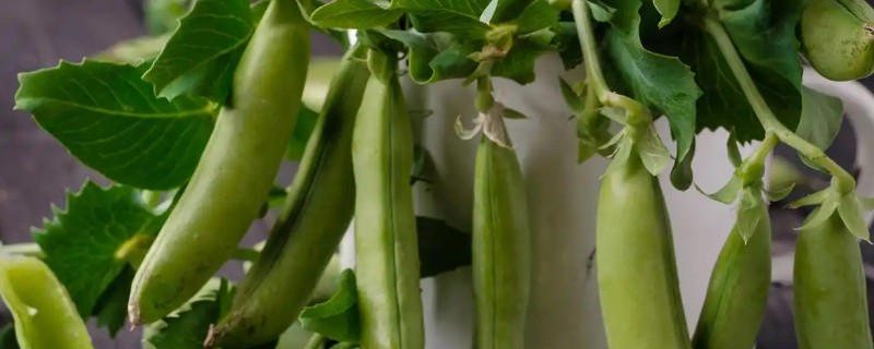 豌豆的产地，主产地有河南、湖北、江西等