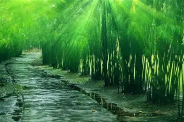 散射光照的意思，是指经过一些物体遮挡后透下来的光线