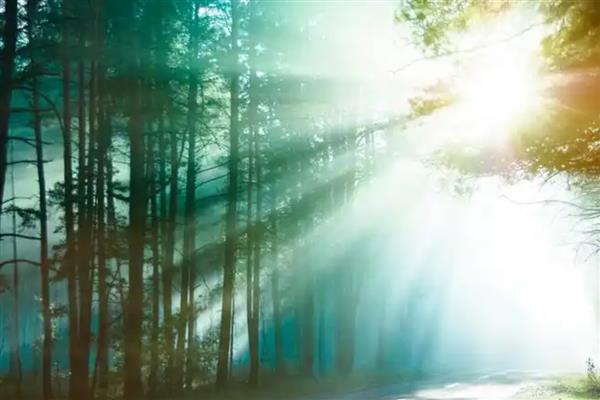 散射光照的意思，是指经过一些物体遮挡后透下来的光线