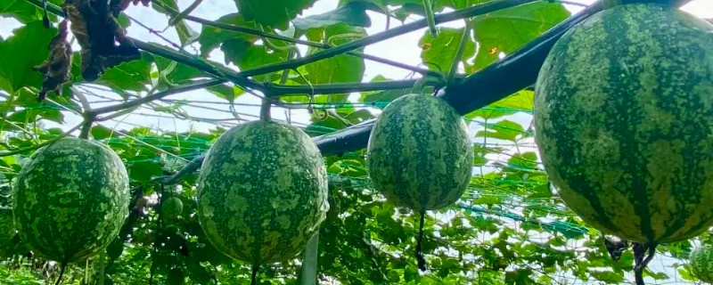 吊瓜的管理技术，生长期要重施基肥