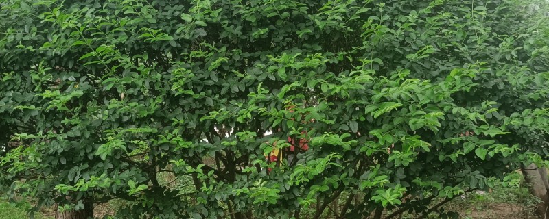 女贞树的形态特征，树皮呈灰褐色或浅灰色