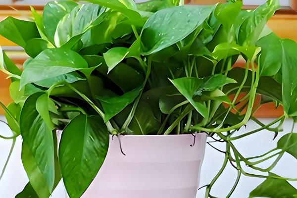 在家养绿萝有什么禁忌，受到强光直射时枝叶会发黄枯萎