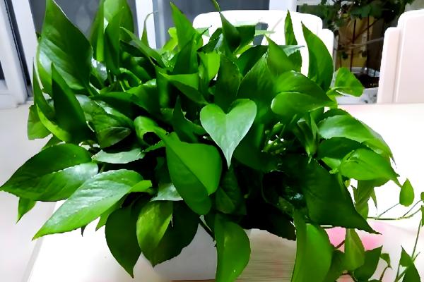 在家养绿萝有什么禁忌，受到强光直射时枝叶会发黄枯萎