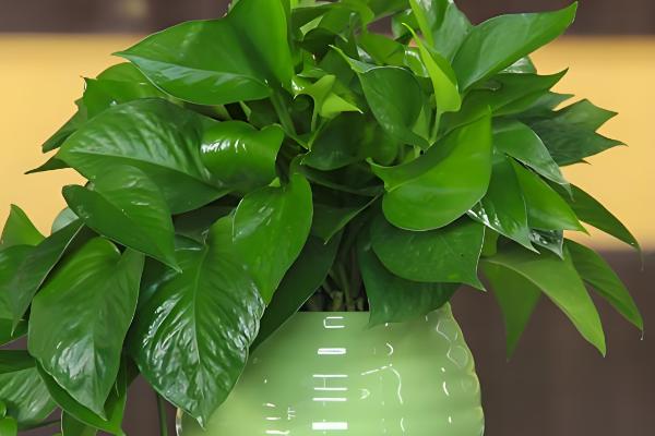 在家养绿萝有什么禁忌，受到强光直射时枝叶会发黄枯萎