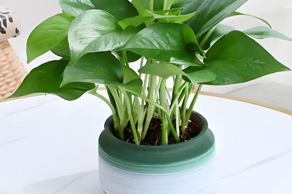 在家养绿萝有什么禁忌，受到强光直射时枝叶会发黄枯萎